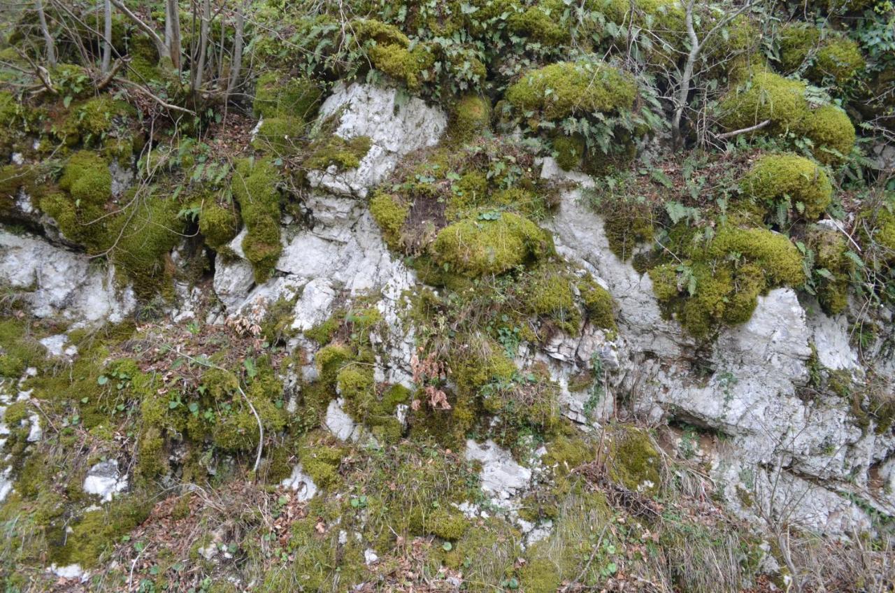Apartma Nika Planina  Exterior photo